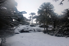 14. salida Nahuelbuta_